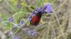 361722 – Photo : florent besson – France (05)